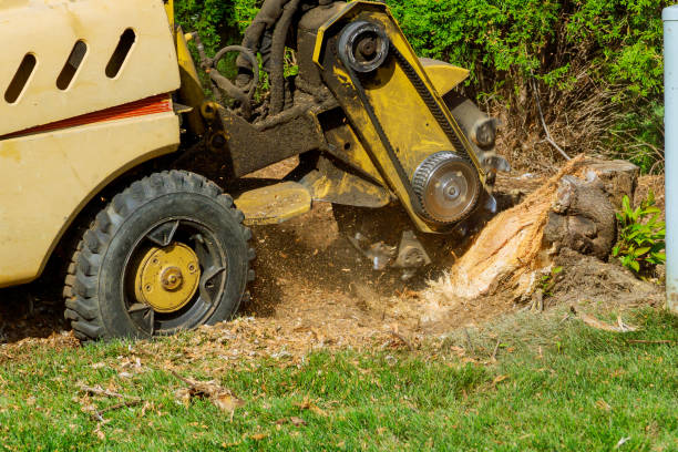 Best Seasonal Cleanup (Spring/Fall)  in Lincoln Village, CA