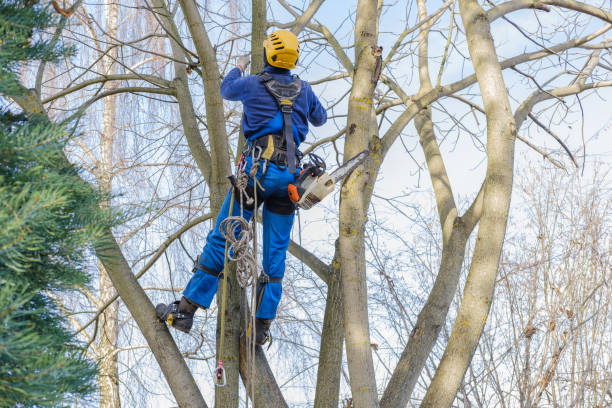 Best Emergency Tree Removal  in Lincoln Village, CA