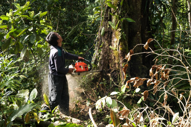 Trusted Lincoln Village, CA Tree Care Services Experts