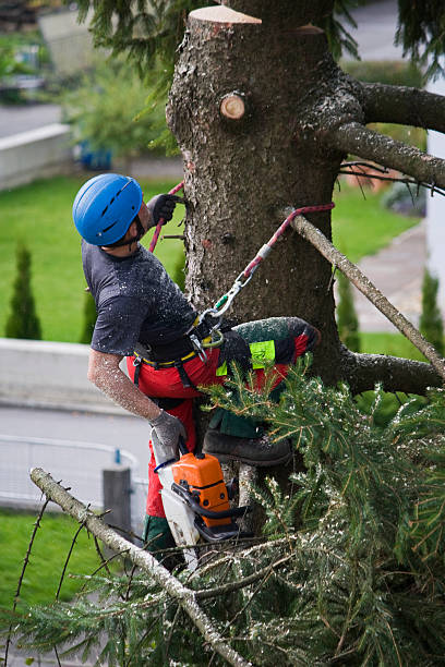 Best Lawn Grading and Leveling  in Lincoln Village, CA