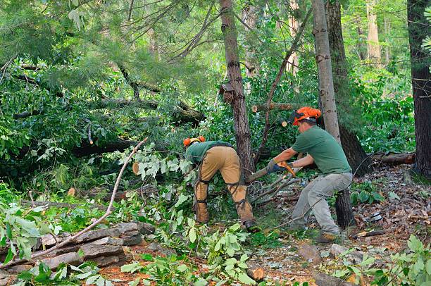 Best Leaf Removal  in Lincoln Village, CA