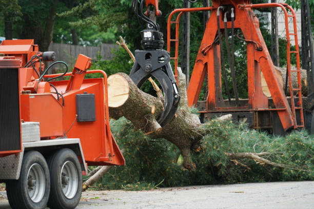 Best Firewood Processing and Delivery  in Lincoln Village, CA